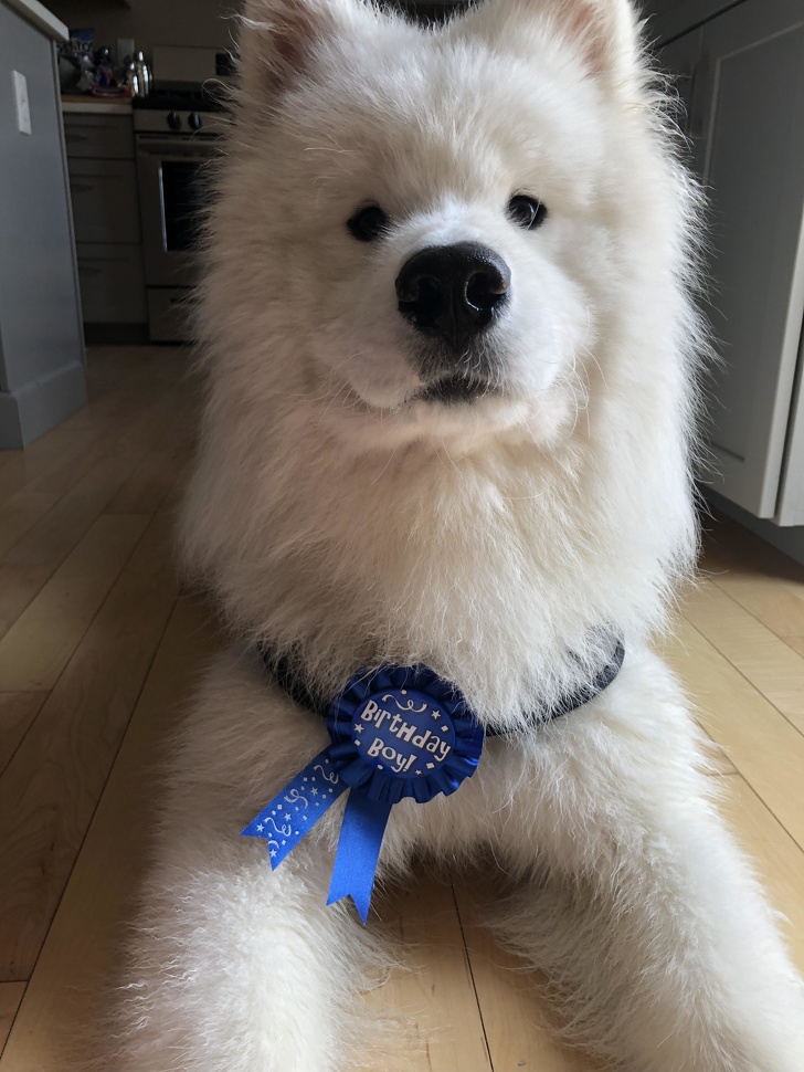 25+ Pups Who Deserve to Be Named Good Boys of the Year