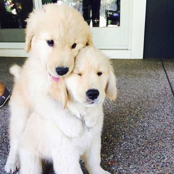 25+ Pups Who Deserve to Be Named Good Boys of the Year