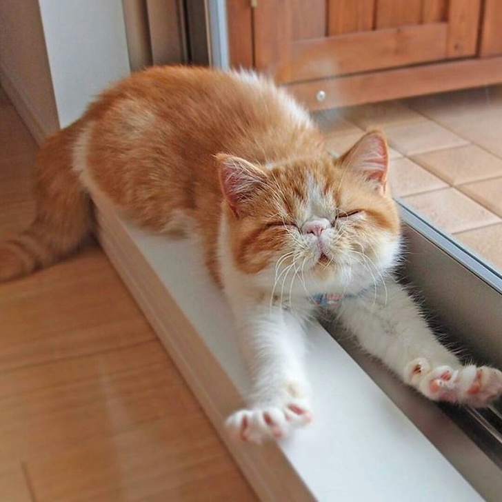 25 Photos Proving That Cats Are the Cutest Things on Earth