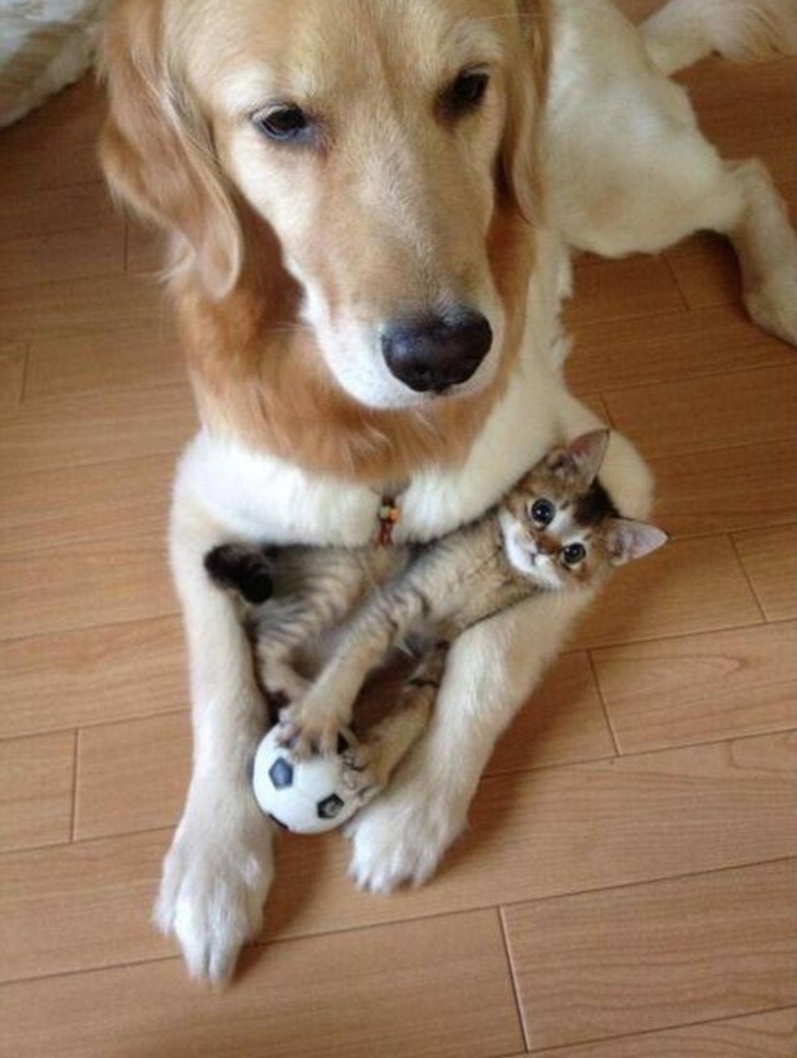 25 Photos Proving That Cats Are the Cutest Things on Earth