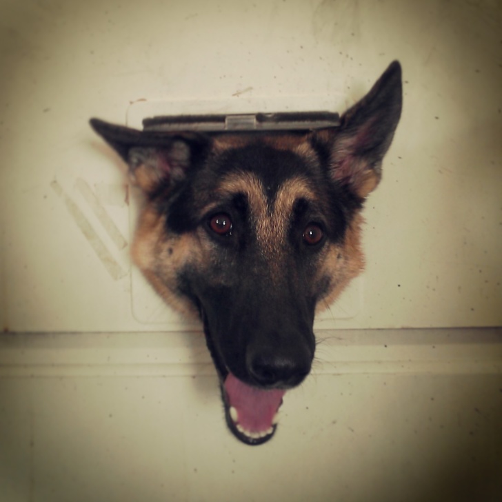 20 Photos That Made Us Fall in Love With German Shepherds