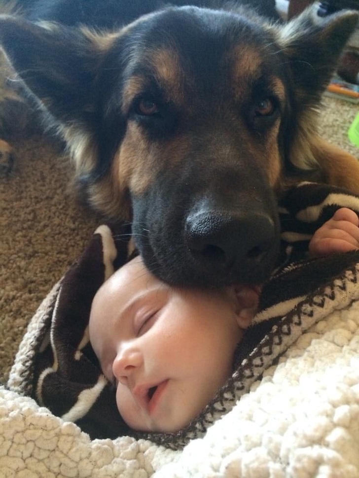 20 Photos That Made Us Fall in Love With German Shepherds