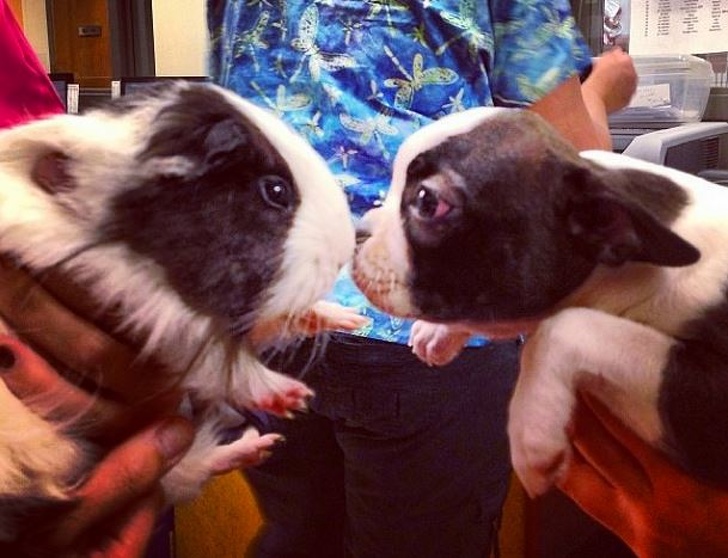 20 Animal Twins From Different Species That Made Us Go “Aww”