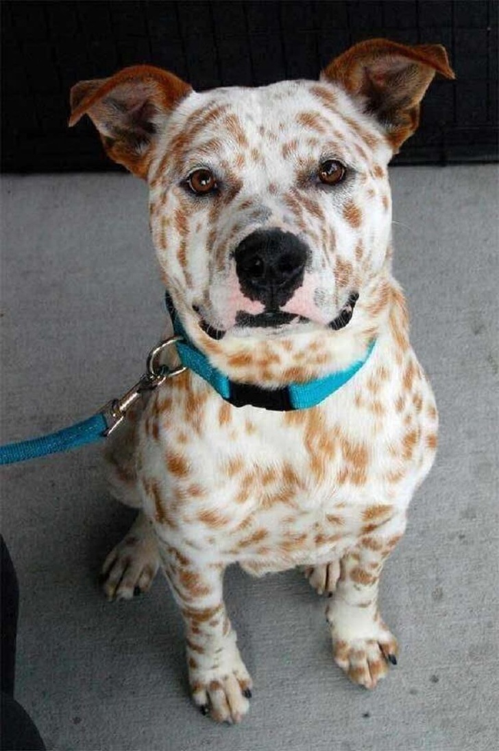 22 Times Nature Gifted Dogs With Fabulous Coloring, and We’re Stunned
