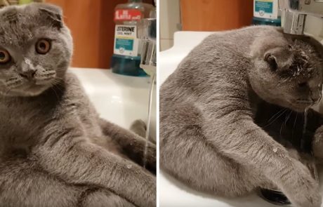 הכירו את החתול שאוהב להתקלח ועושה זאת בצורה המתוקה בעולם!
