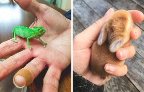 הכירו – בעלי חיים שלא ידענו שהם יכולים להיות כל כך קטנים!