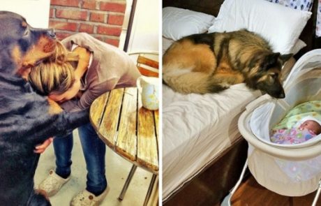 24 תיעודים של כלבים שאוהבים את הבעלים שלהם בצורה יוצאת דופן